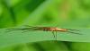 Tetragnatha sp.